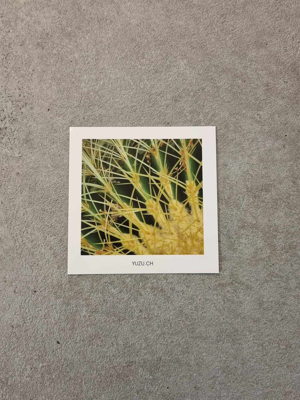 Postkarte - Botanischer Garten der Universität Basel